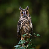 008_Waldohreule