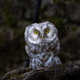 009_Raufußkauz 1