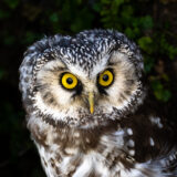 010_Raufußkauz 2